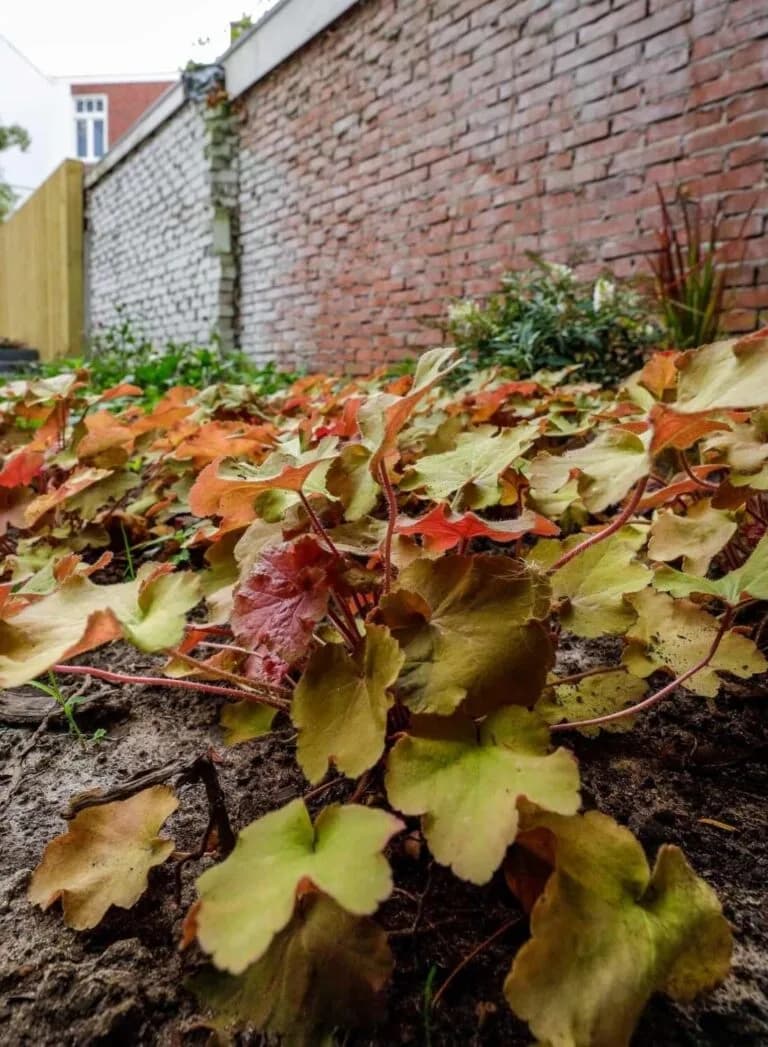 Ook in het najaar houden we paden, gazon en beplanting overzichtelijk en veilig.