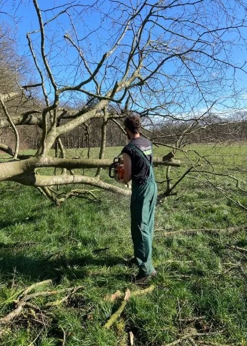 Snoeiwerk aan hoge beplanting