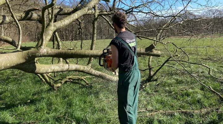 Bomen laten snoeien