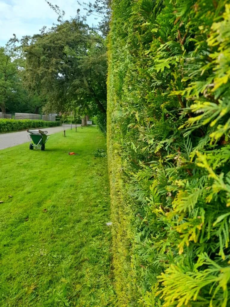 Gazon in conditie brengen