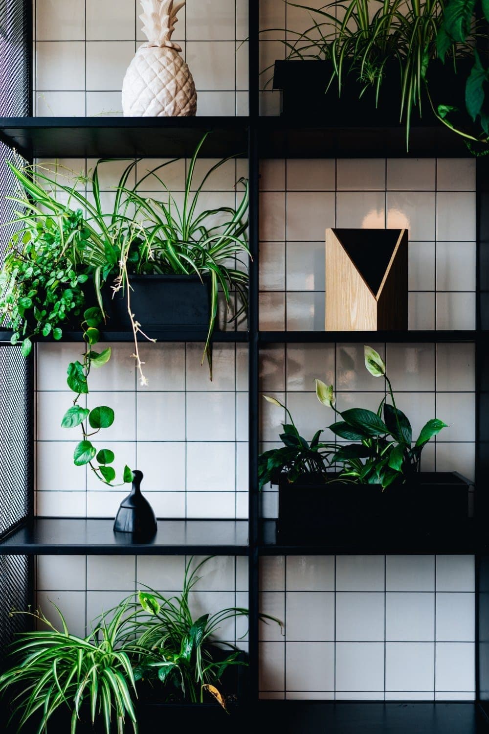 Plantenwand, verticale tuin realisatie