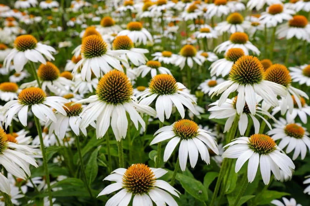 DIM Hoveniers aan het werk in de tuin
