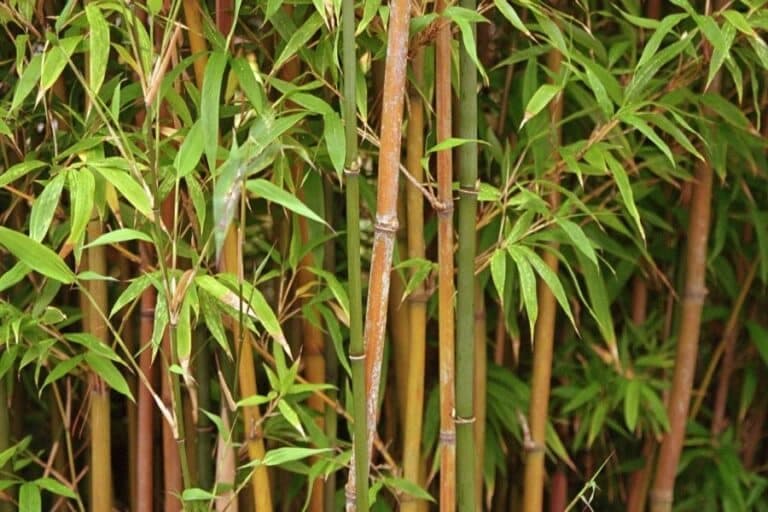 Bamboe planten van dichtbij