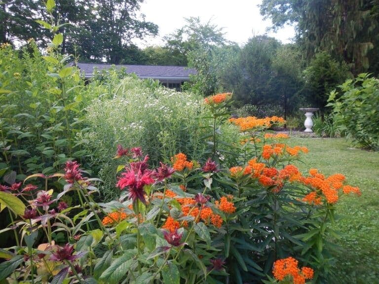 Biodiversiteit in de tuin