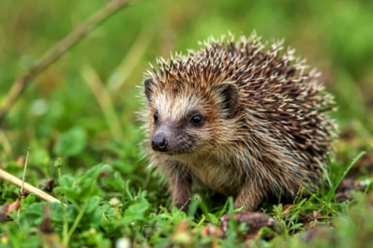 Egel in een diervriendelijke tuin