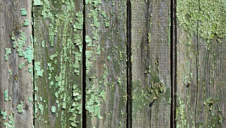 Groene aanslag op een schutting