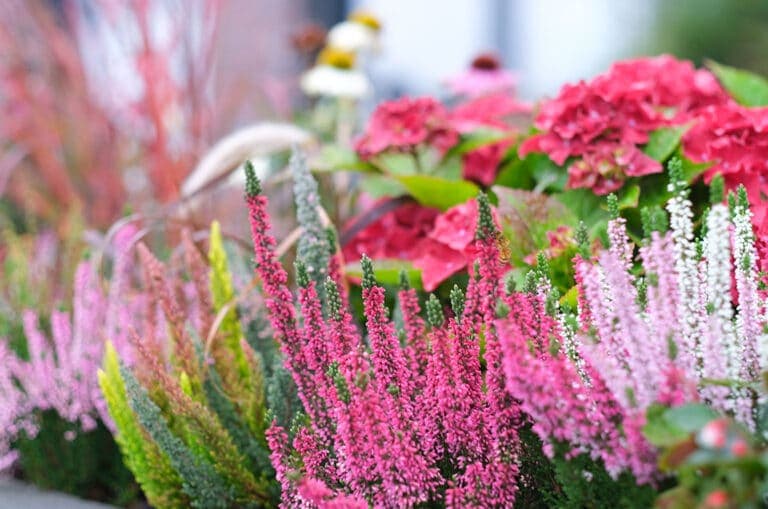 Heideplanten in een onderhoudsarme tuin
