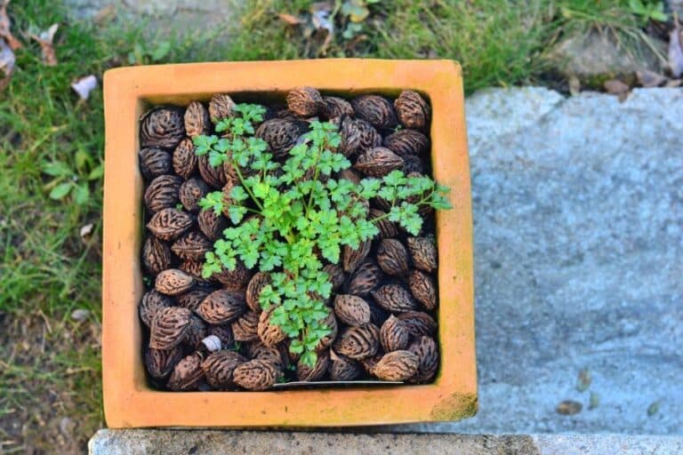 Hele perzikstenen als decoratie in de tuin