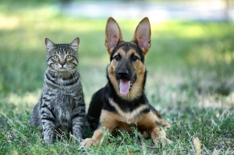 Honden en katten in de tuin