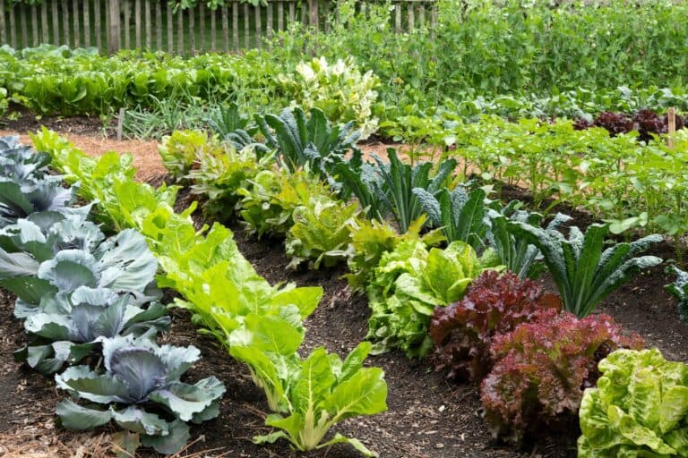 Moestuin en biodiversiteit