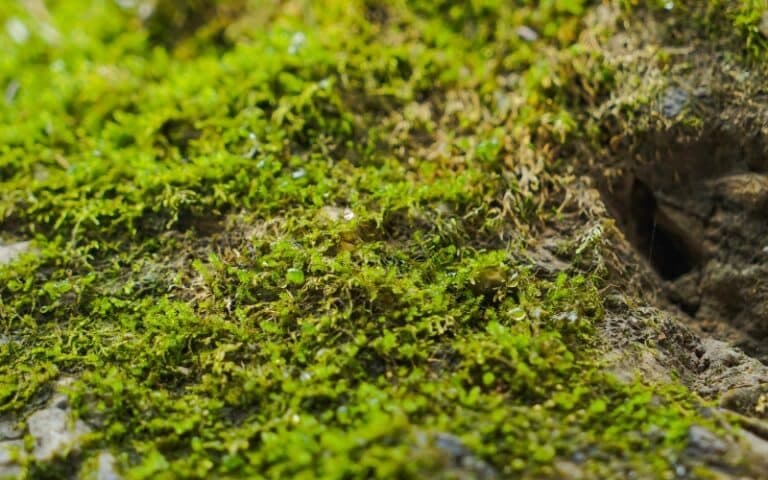 Mossen in de tuin