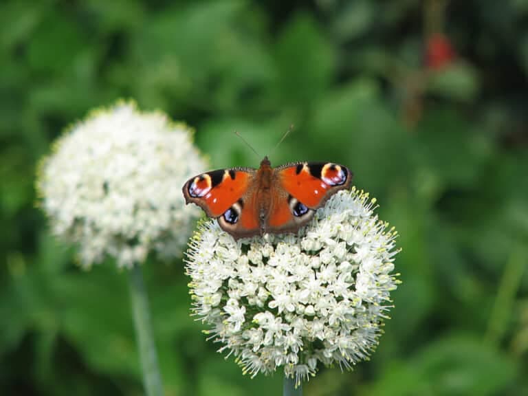 Sfeervolle tuin met verlichting