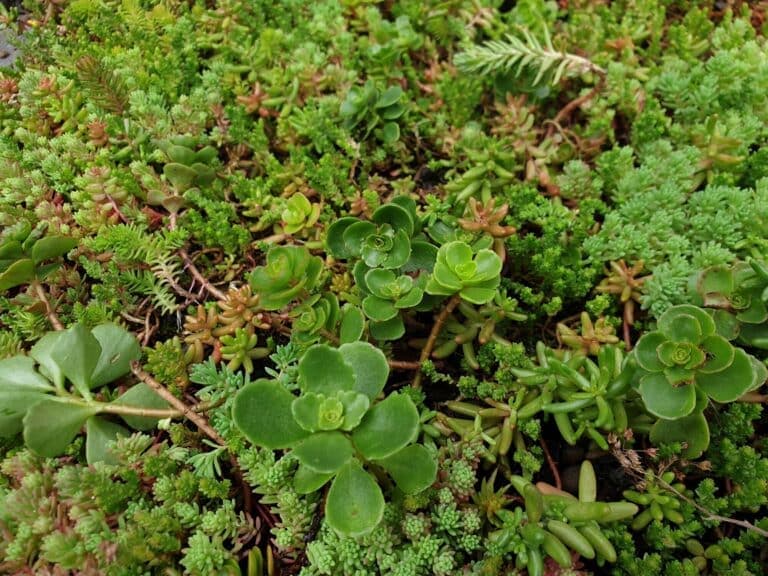 Sfeervolle tuininrichting
