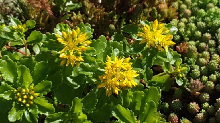 Sfeervolle zithoek in de tuin