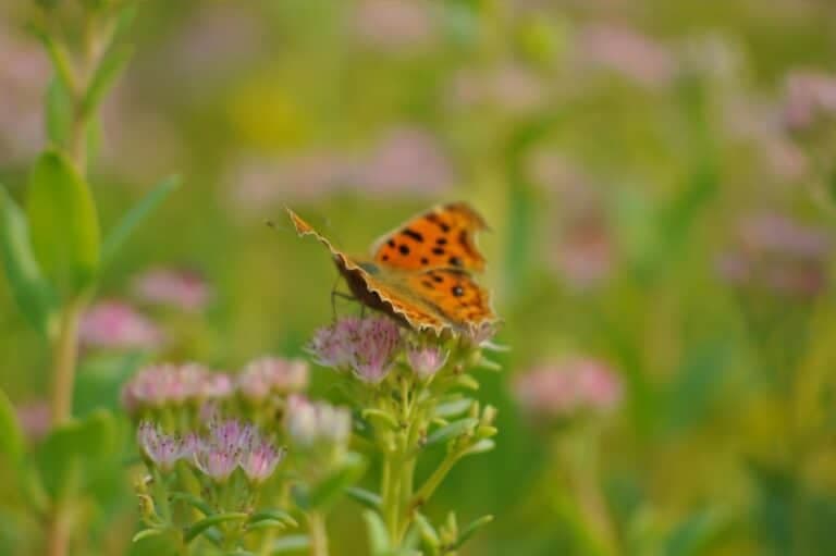 Vlinders in je tuin