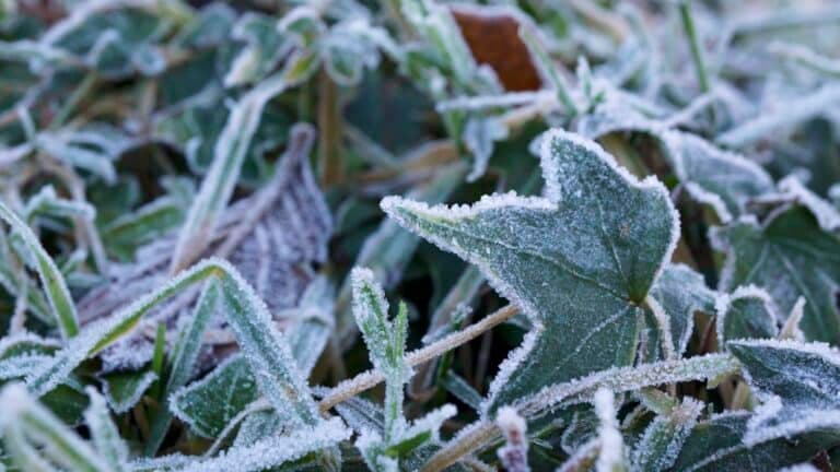 Tuin voorbereiden op vorst