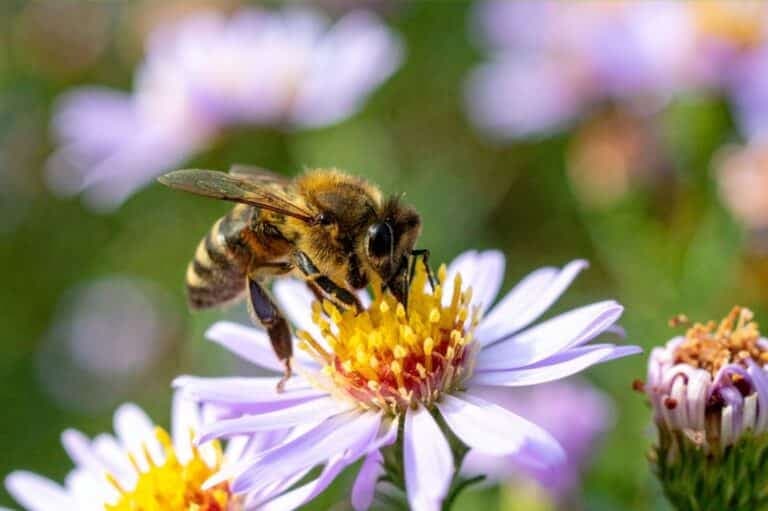 Bijen in een diervriendelijke tuin