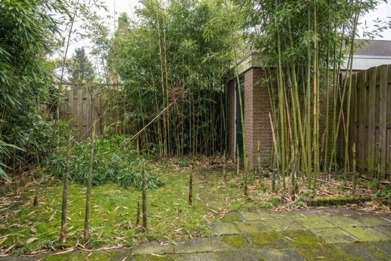 Verwoekerde tuin met bamboe