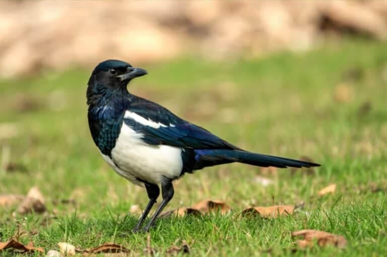 Ekster in een diervriendelijke tuin