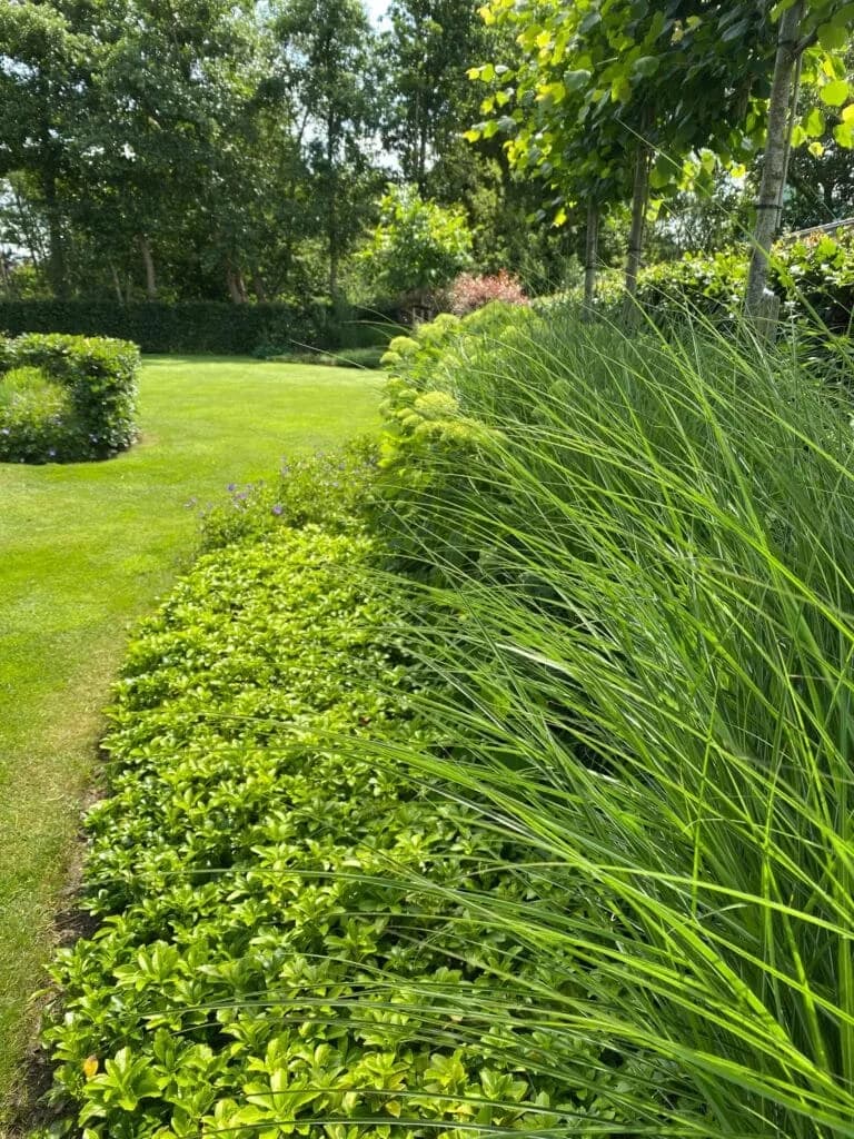 Gazon en siergrassen in een groene tuin in Drachten
