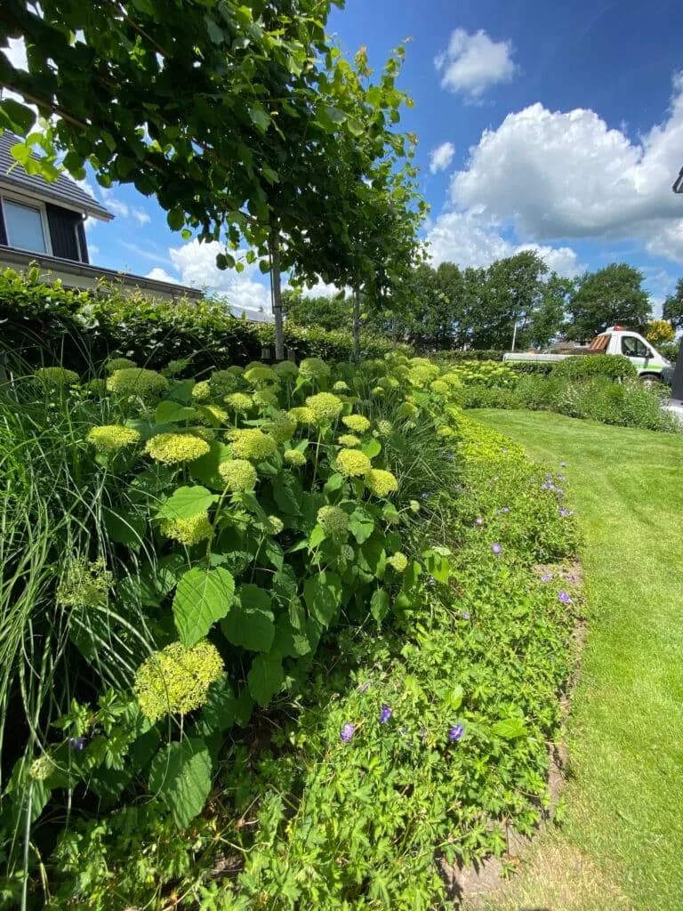 Bloeiende borderbeplanting langs het gazon