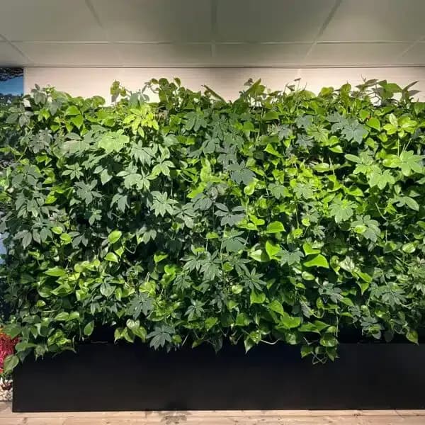 Levende groene wand in de werkruimte.