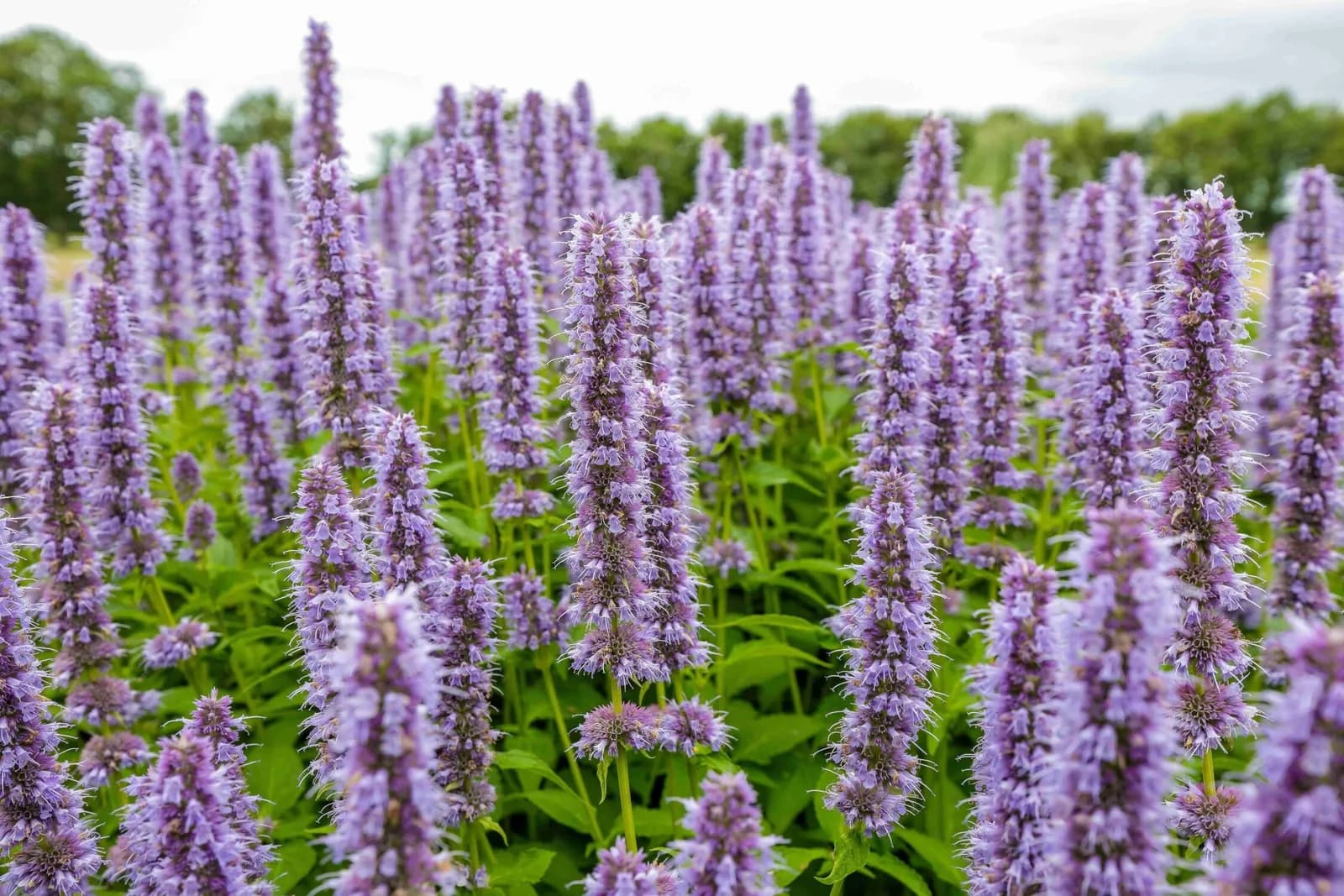 Landelijke tuin met vijver in Bakkeveen, beeld 8