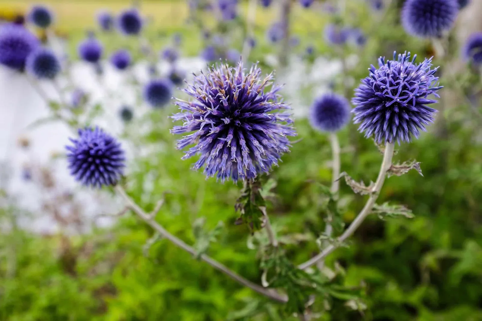 Landelijke tuin met vijver in Bakkeveen, beeld 16