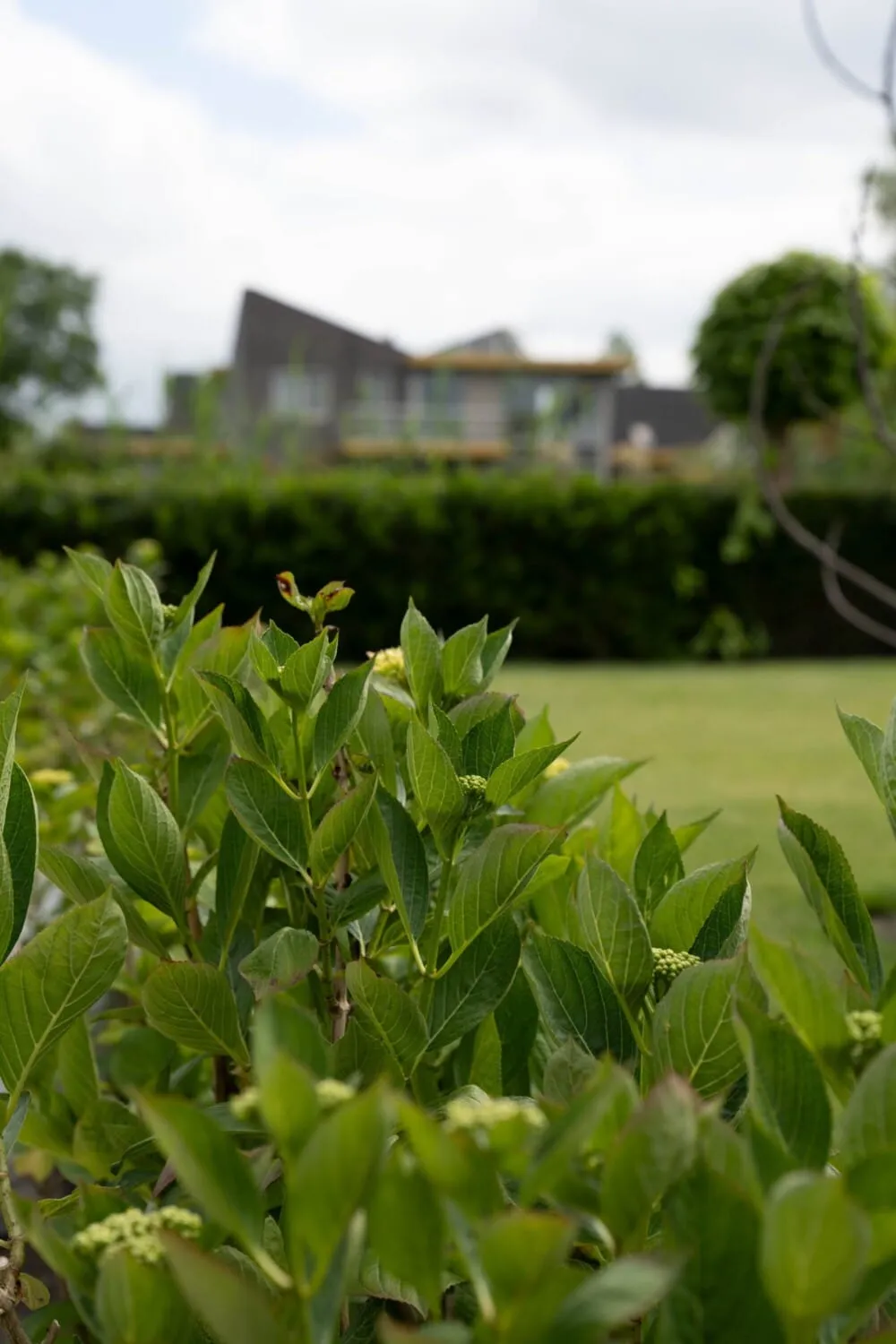 Natuurlijke tuin in Drachten, beeld 8