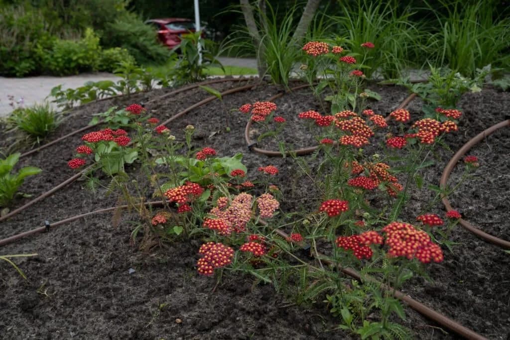 Bloeiende border met druppelslang en vaste planten