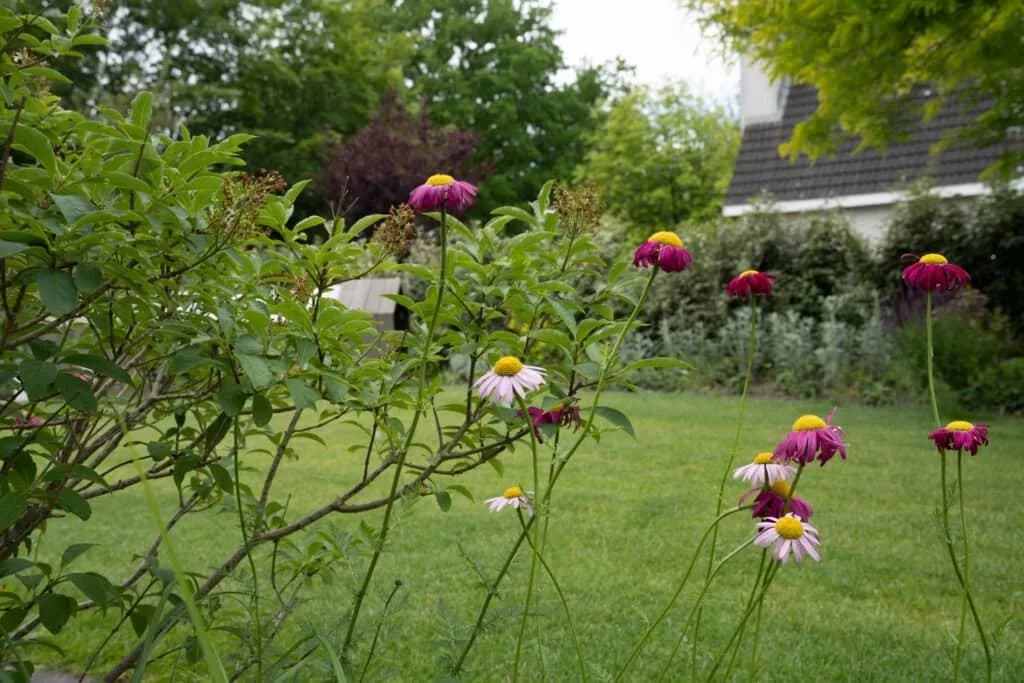 Bloemen in de tuin met gazon op de achtergrond