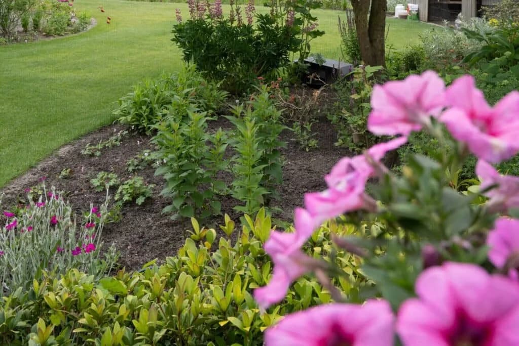 Border met struiken en roze bloemen in de voortuin