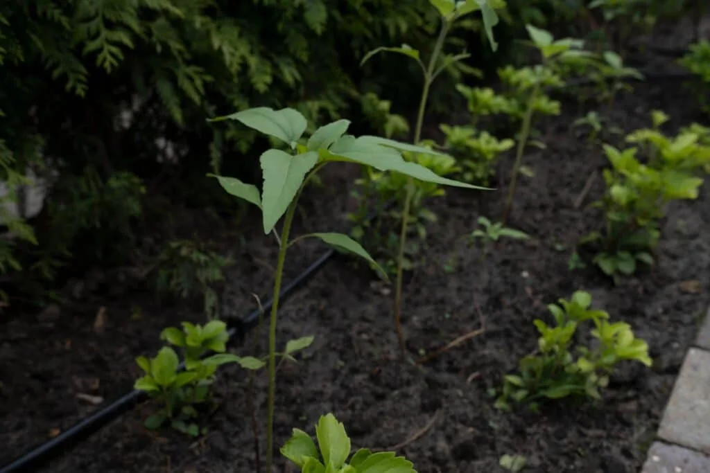 Detail van jonge beplanting met irrigatie in de border