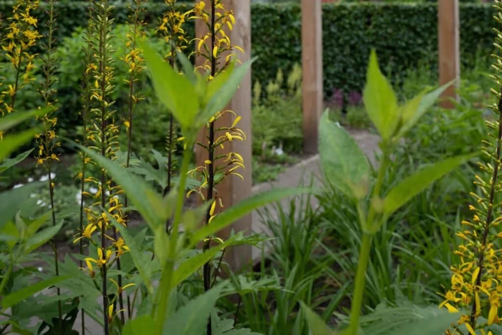 Pergola met groene beplanting in de voortuin in Drachten