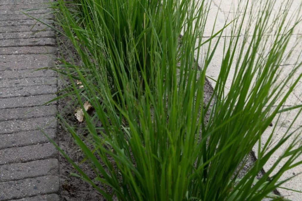 Detail van groene siergrassen naast bestrating