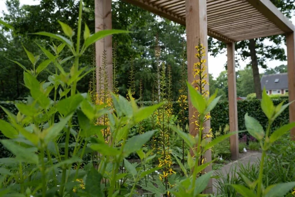 Pergola voortuin Drachten