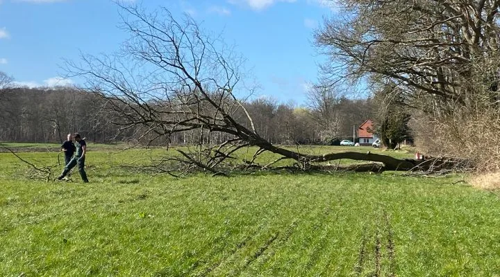 Snoeiwerk in de tuin: hagen en bomen