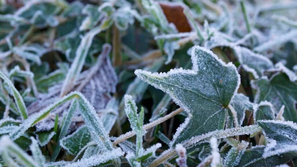 Tuinkalender onderhoud tips