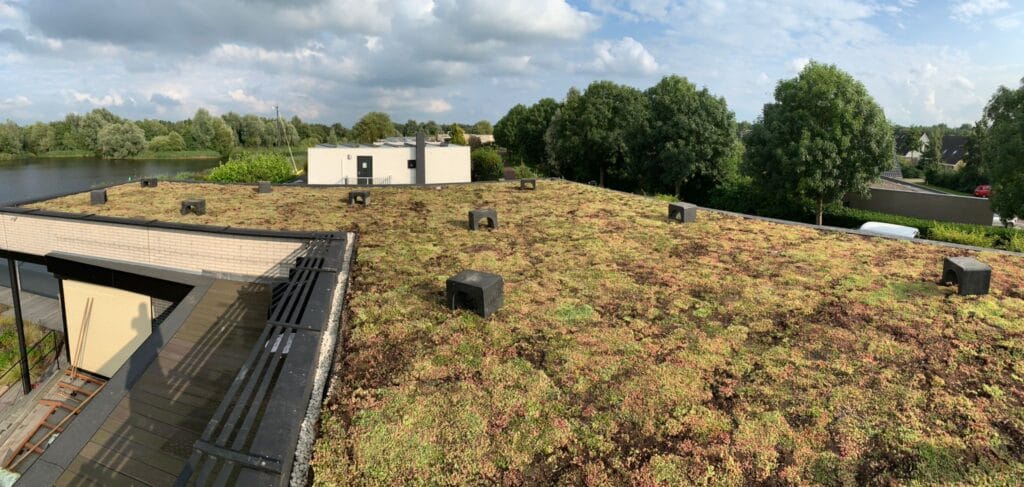 Sedum dak Groningen